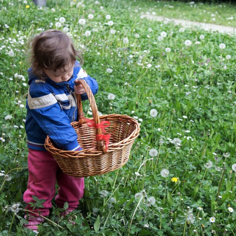 Sammeln von Wildkräutern