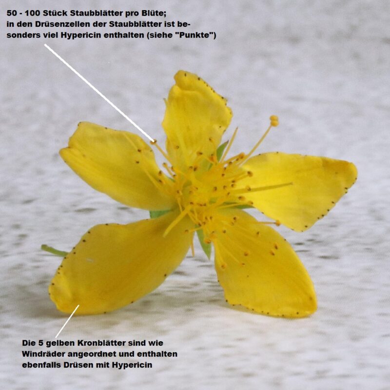 Echtes Johanniskraut Blüte
